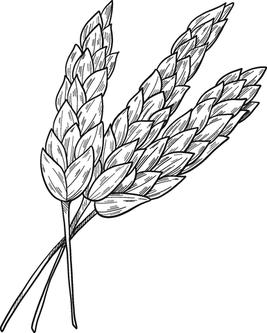 Wheat Coloring Pages