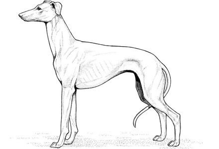Whippet dog Coloring Pages
