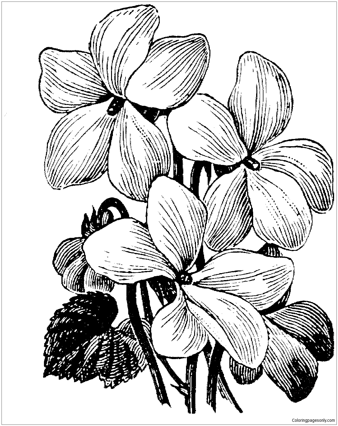 White Violet Coloring Page