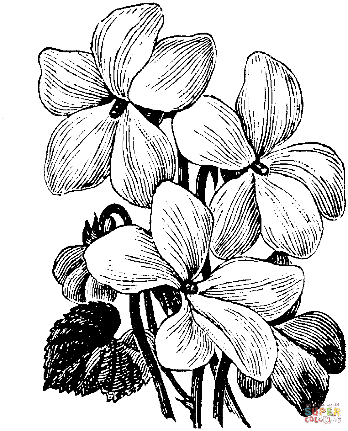 White Violet Coloring Page