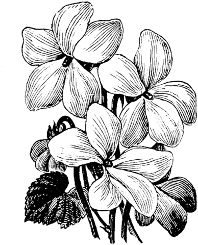 White Violet Coloring Pages