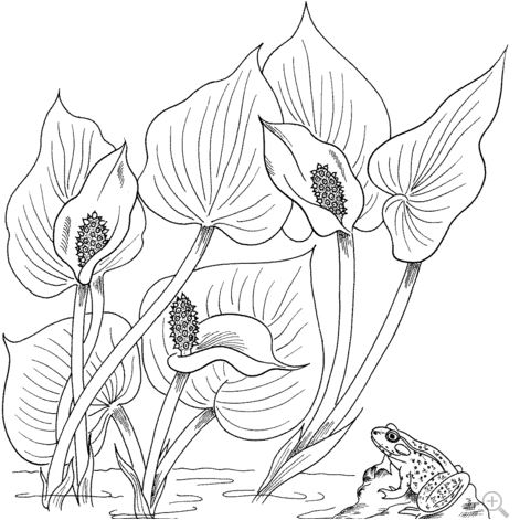 Wild Calla or Water Arum Coloring Pages