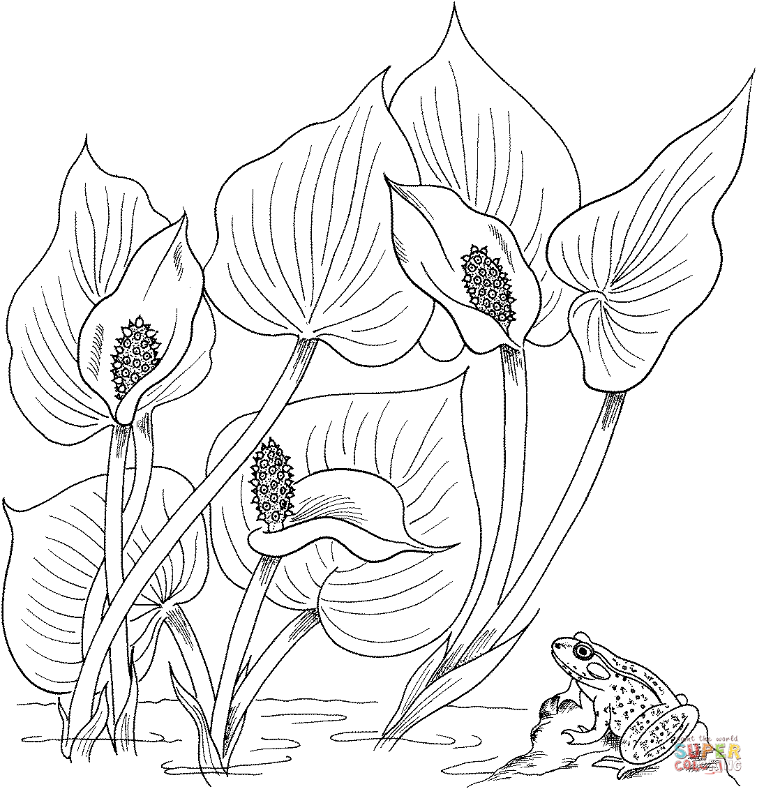 Wild Calla or Water Arum Coloring Page