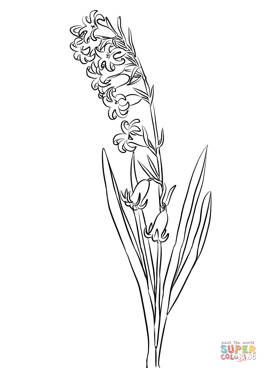 Wild Hyacinth Coloring Pages