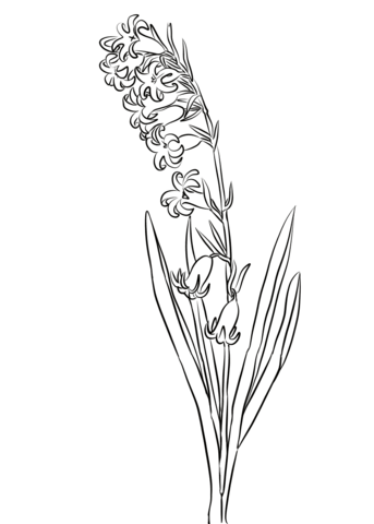 Wild Hyacinth Coloring Page