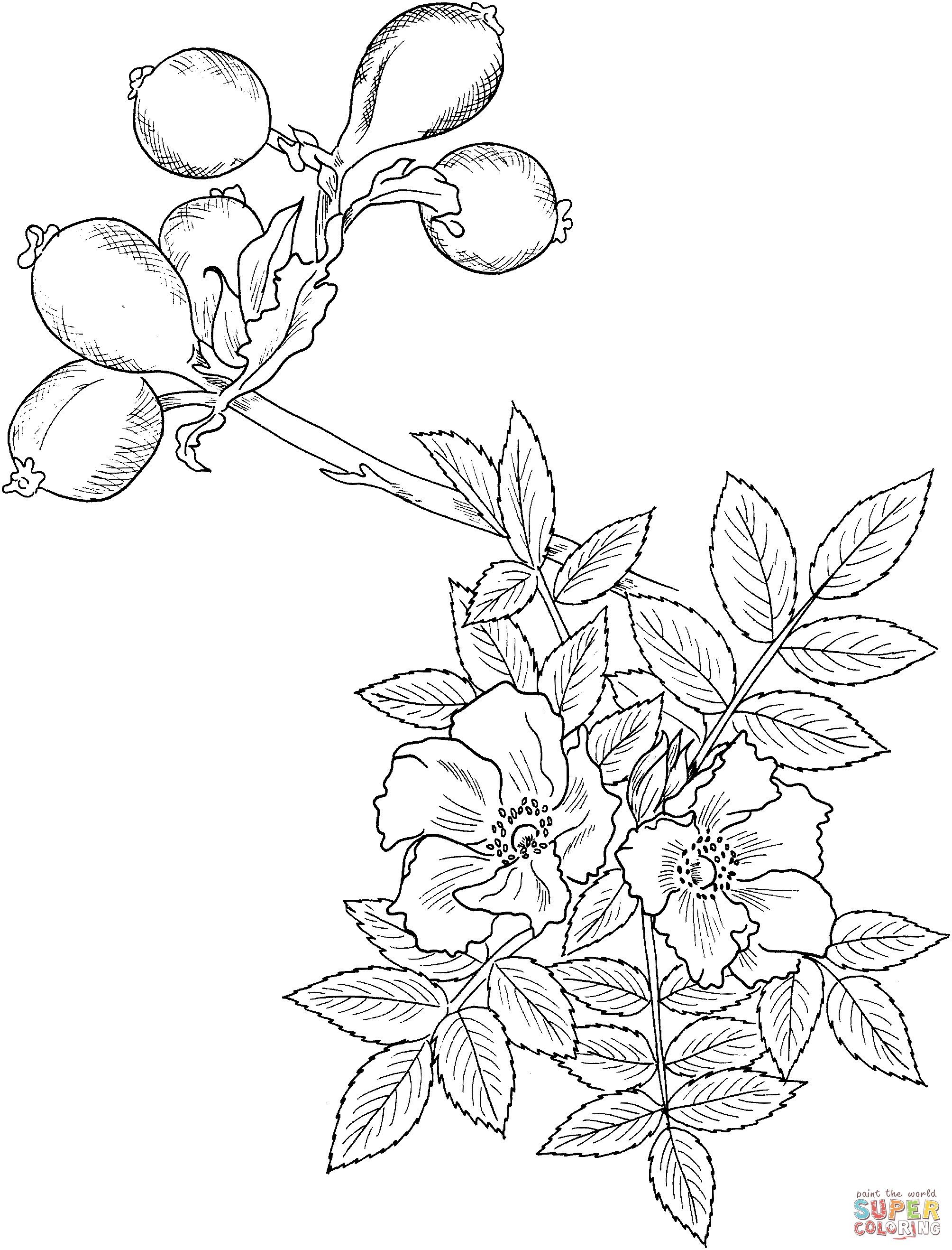 Wildrose von Roses