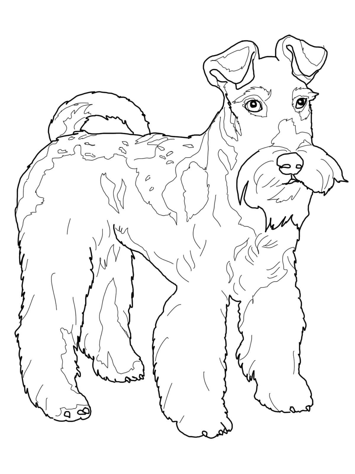 Wire Fox Terrier Coloring Pages