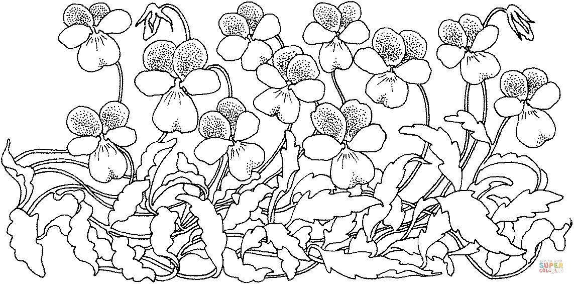 Wood Violet Coloring Page