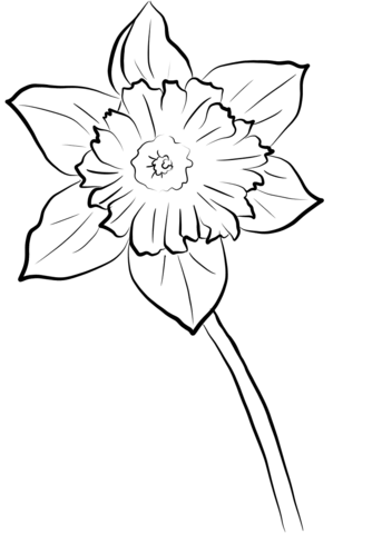 Yellow Daffodil Coloring Page