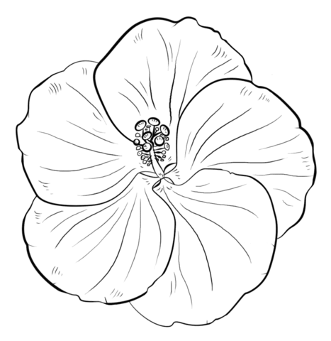Yellow Hibiscus Coloring Page