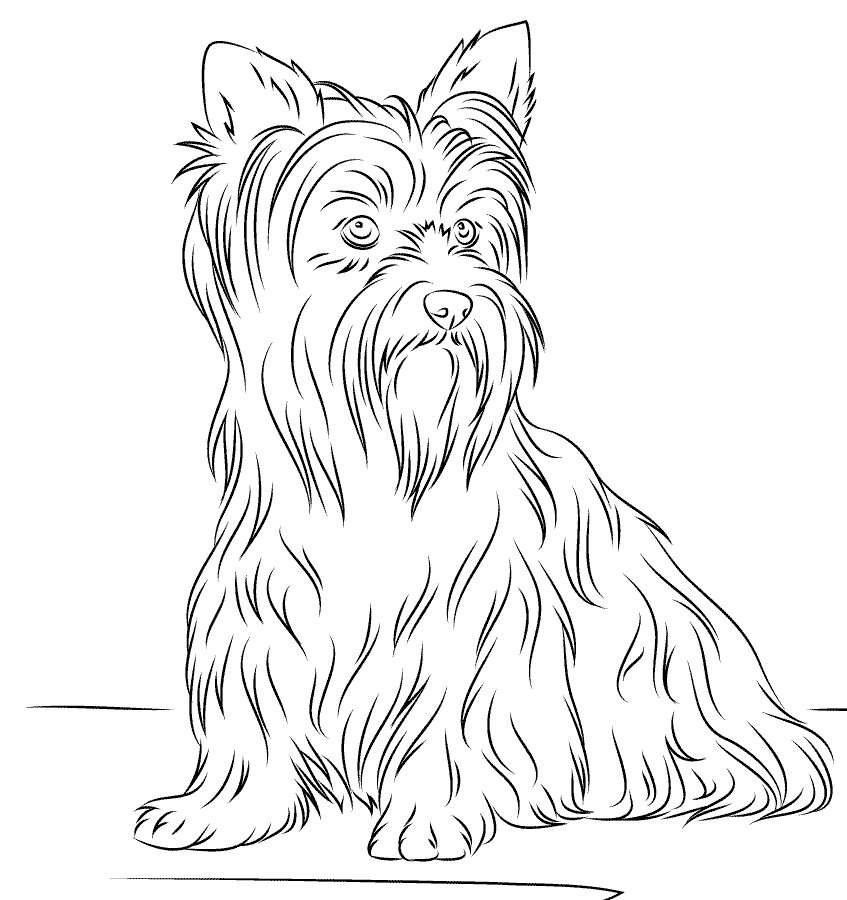 Yorkshire Terrier Coloring Page