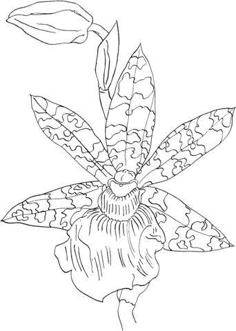 Zygopetalum Helen ku Orchid Coloring Page
