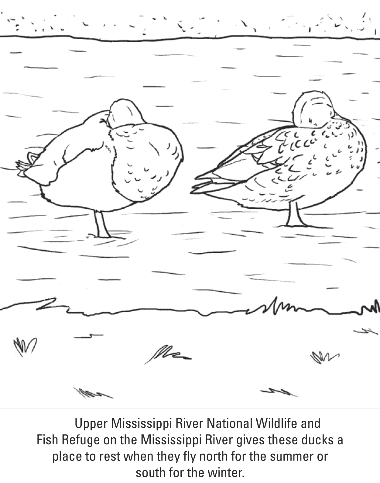 Pair of duck in the Mississippi River Coloring Page