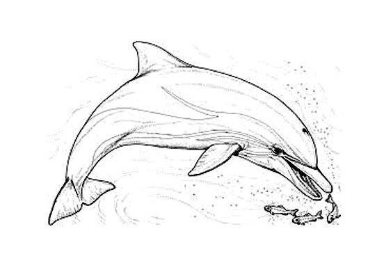 Dolphin hunts small fish Coloring Page