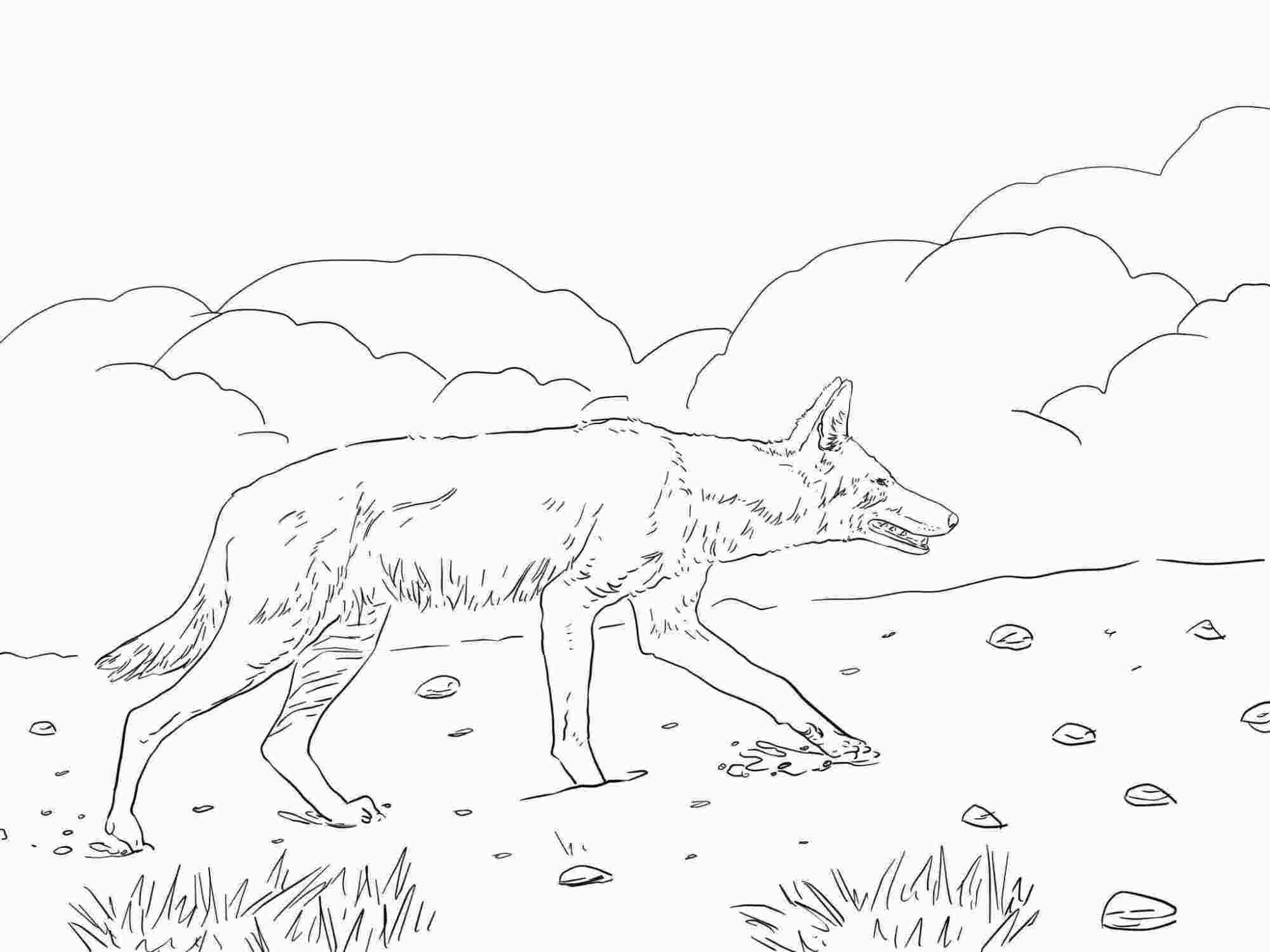 Der afrikanische äthiopische Wolf hat spitze Ohren und eine schlanke Schnauze