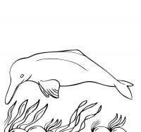 Dolphin finds food in Amazon river Coloring Page