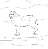 Arctic wolf has smaller ears, shorter legs, and smaller muzzles Coloring Pages