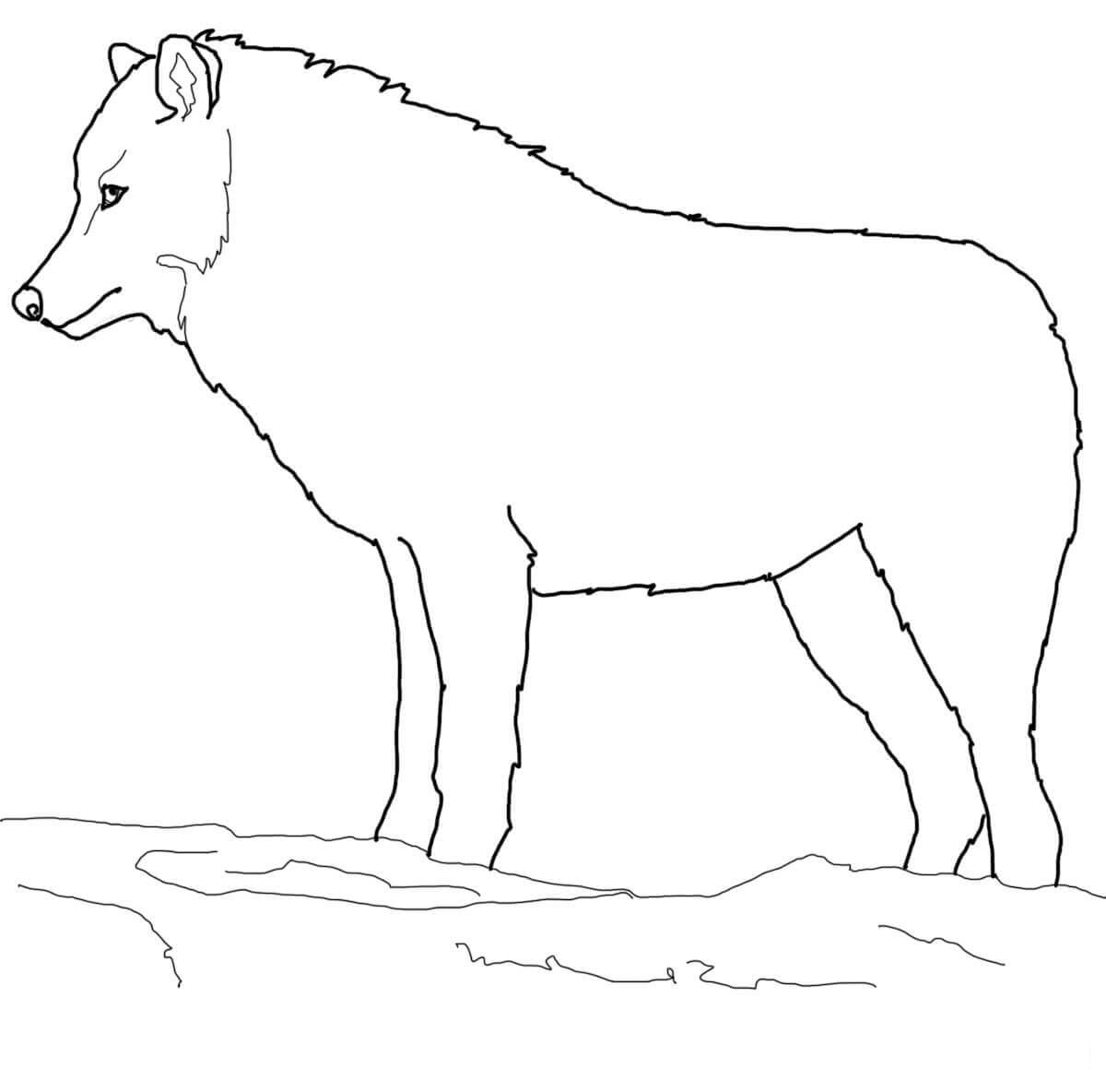 Drawing simple wolf in Arctic forest Coloring Pages.