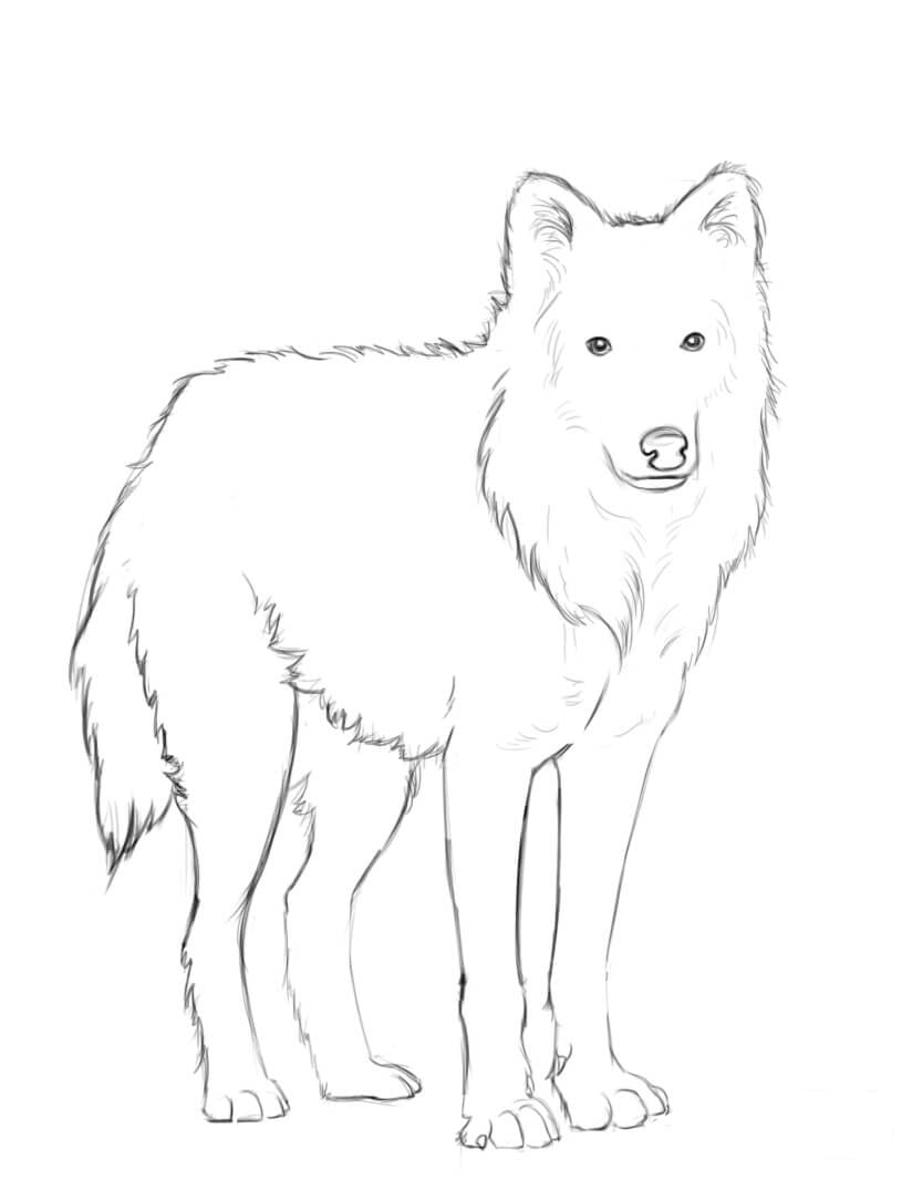 Arctic wolf has long and silky with soft fur Coloring Pages