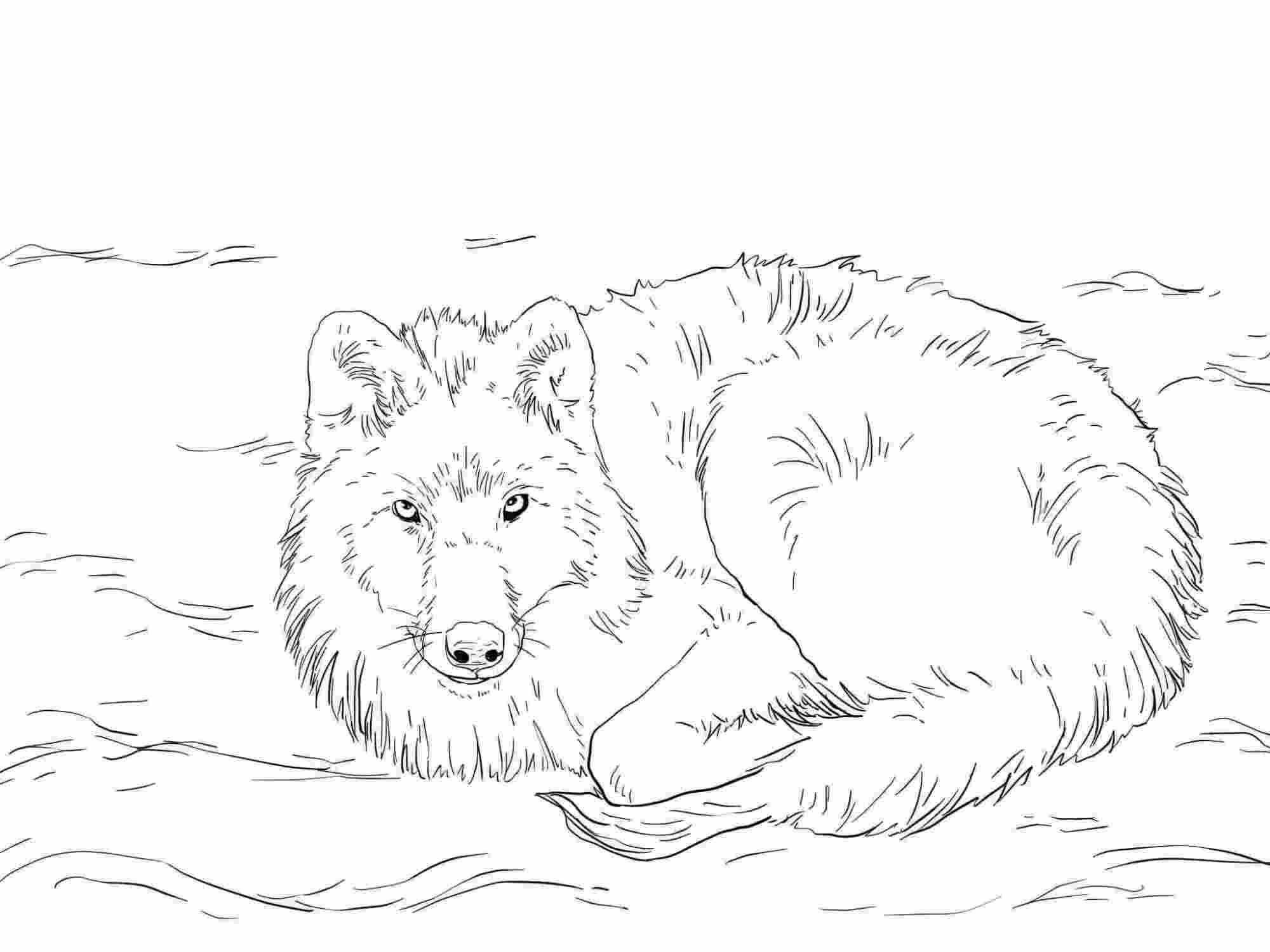 Artic Wolf lays on the snow Coloring Pages