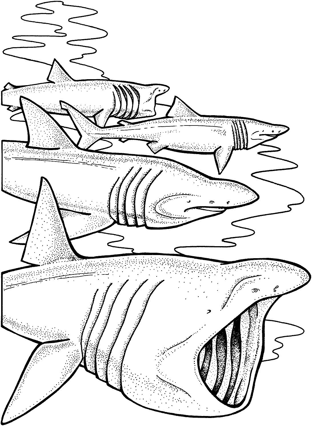 Basking sharks often swim in pairs or large groups Coloring Pages
