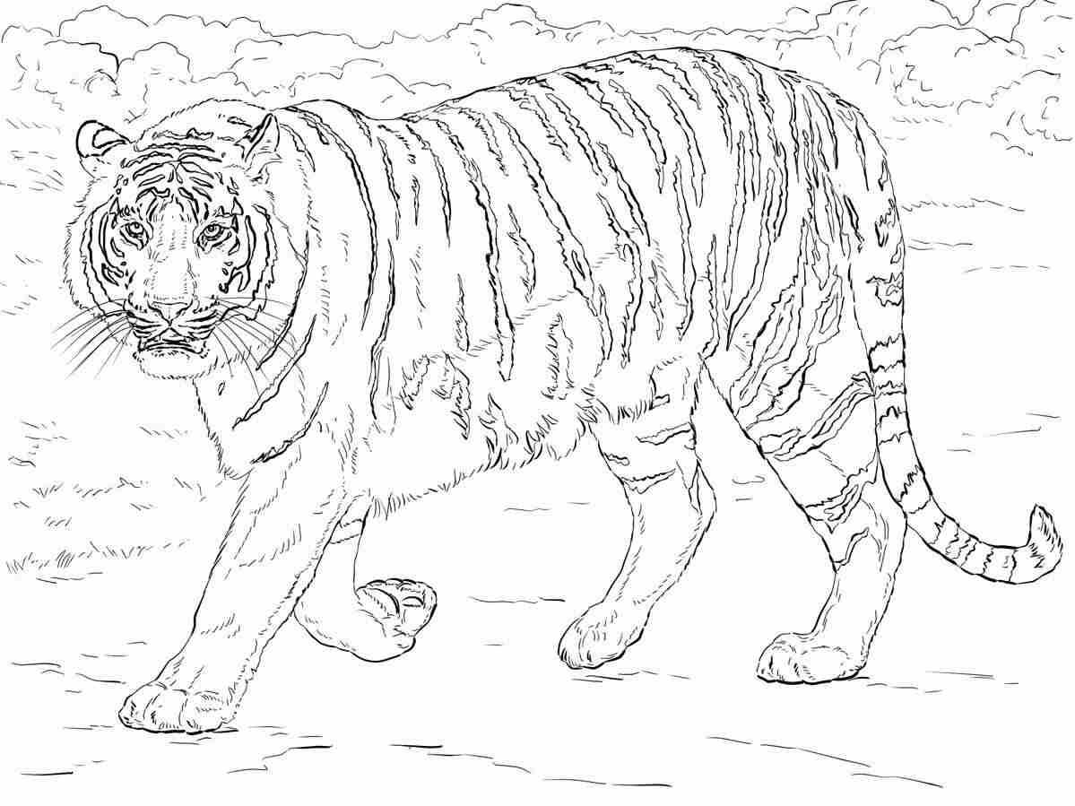 孟加拉虎从老虎那里慢慢地在动物园里行走