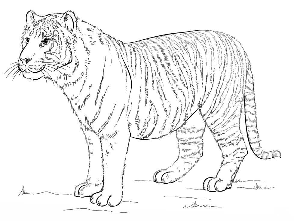 Stomatch of Malaysian Tiger is big and heavy Coloring Page
