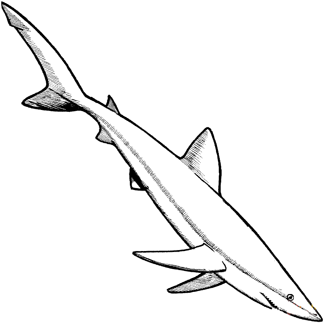 De naam blauwe haai komt van de blauwe kleur van de huid van Shark