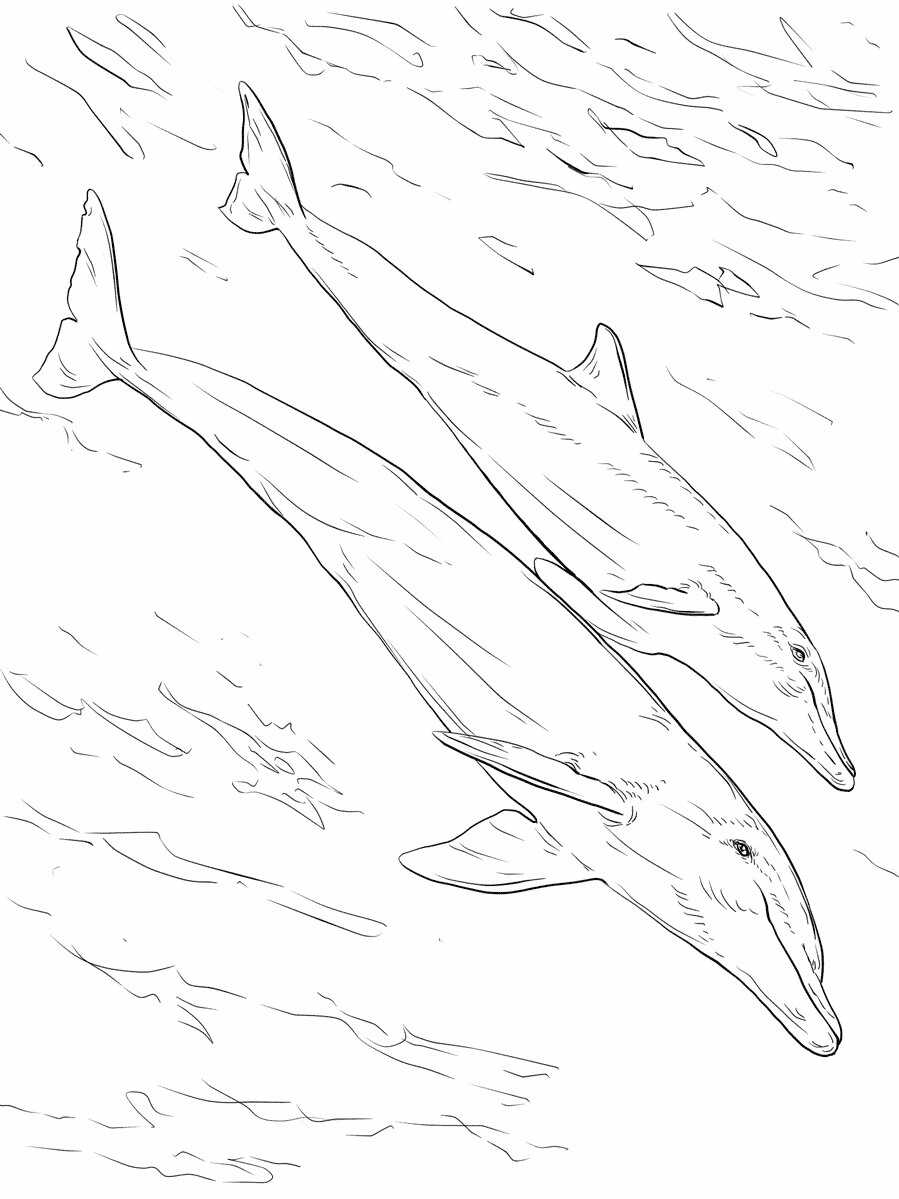 Дельфин Афалина раскраска