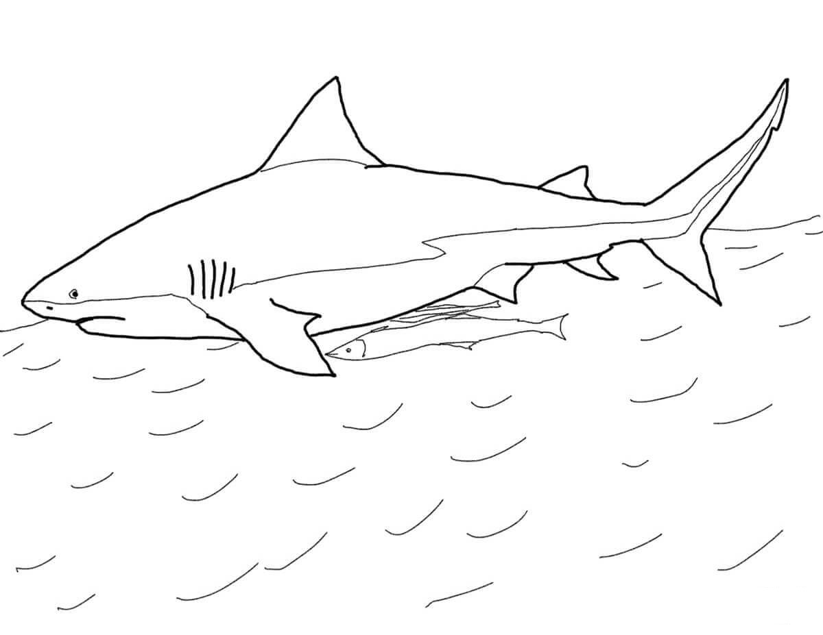 Bull Shark heeft korte stompe snuit in het wateroppervlak Kleurplaat