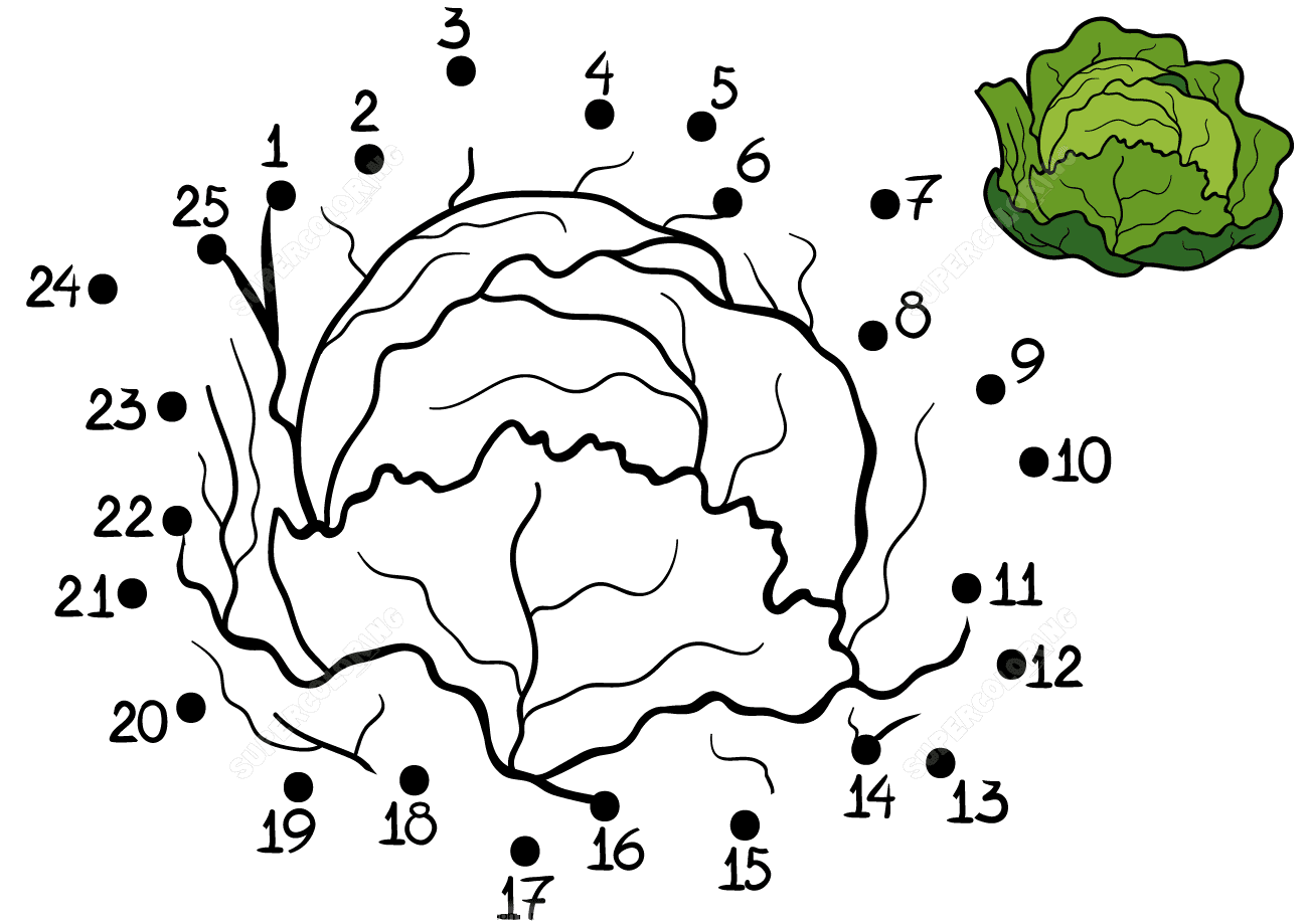 Cabbage from dot-to-dot from Connect the dots
