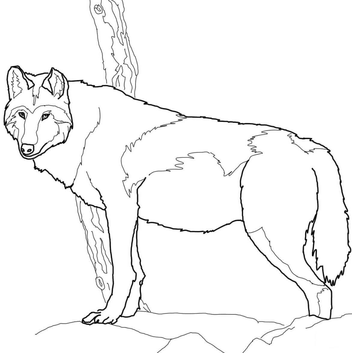Canadian Timber Wolf Has Short Ears And Bushy Fur Coloring Pages