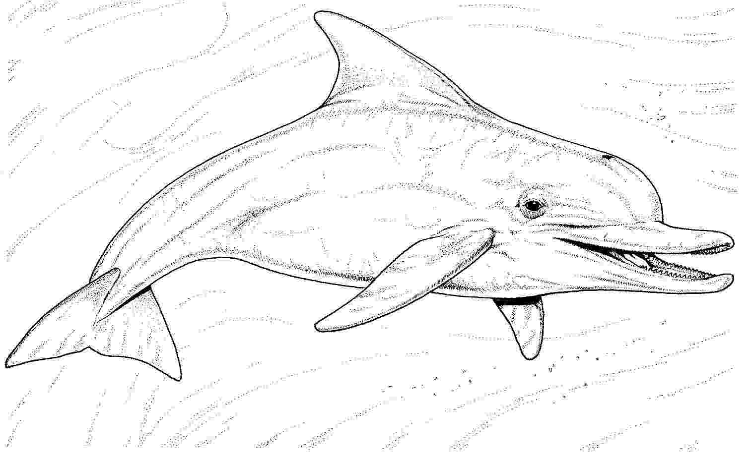 The Acient Dolphin shows its teeth Coloring Page