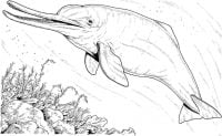 Dolfijn met zijn lange mond Kleurplaat