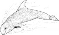 Risso Dolphin has a bulbous head Coloring Page