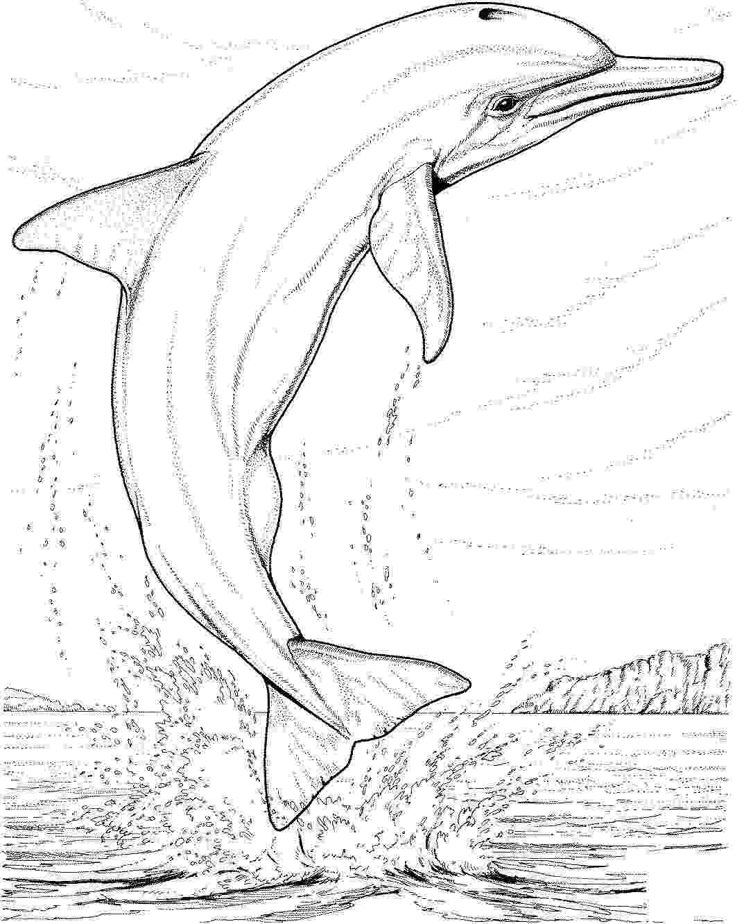 The spinner dolphin has acrobatic displays through the air Coloring
