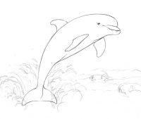 Dolfijn springt uit het water Kleurplaat