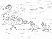 Duck and Ducklings walking on the grass Coloring Pages