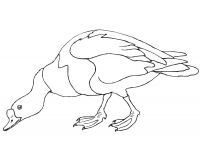 A large and heavy-bodied Muscovy duck looking for the food Coloring Pages