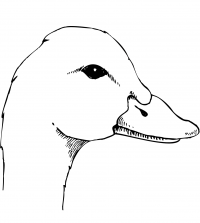 A duck has a tall head and short bill Coloring Pages