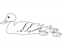 Duck and ducklings swimming in the swamp Coloring Pages