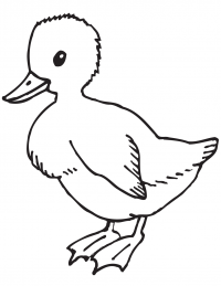 Cute duckling with black eyes Coloring Pages