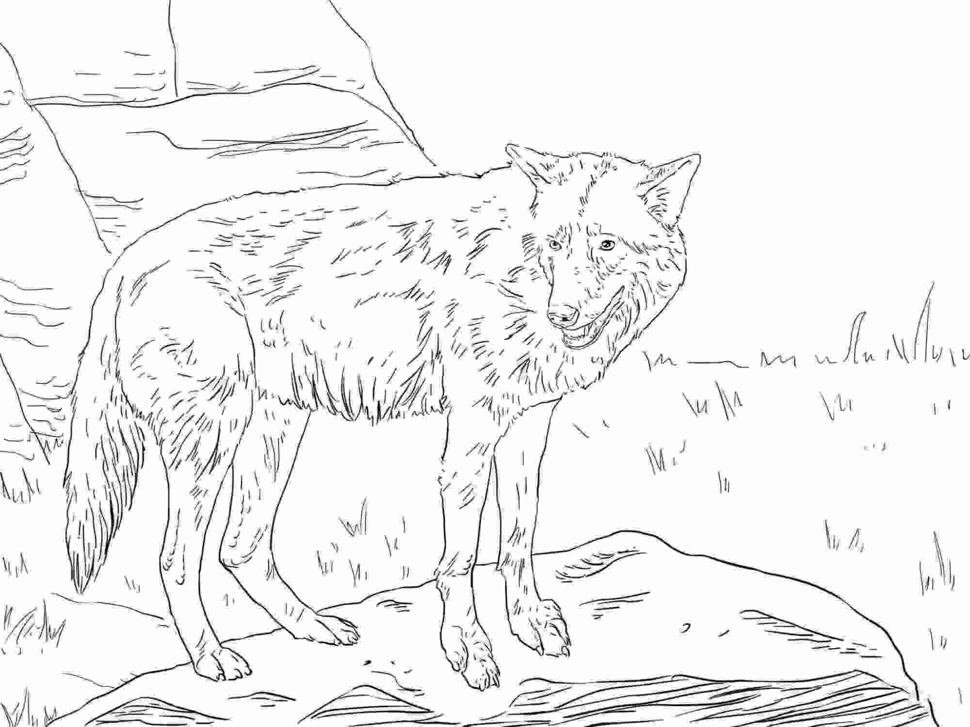 Eastern Wolf tem uma cauda longa, espessa e acastanhada com uma ponta preta de Wolf