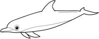Disegno del delfino comune a becco corto per bambini in età prescolare da colorare