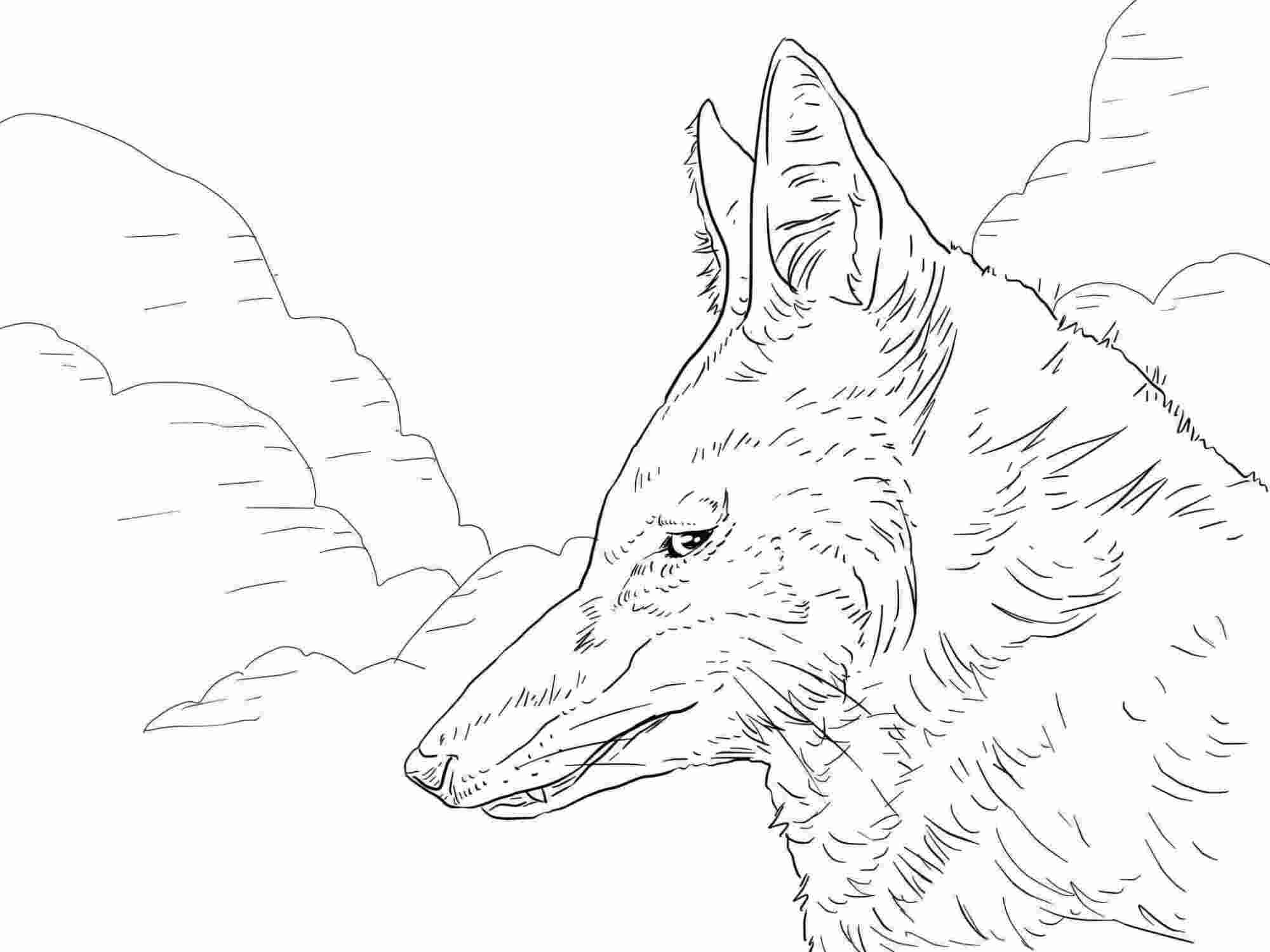 На голове эфиопского волка густой мех волка