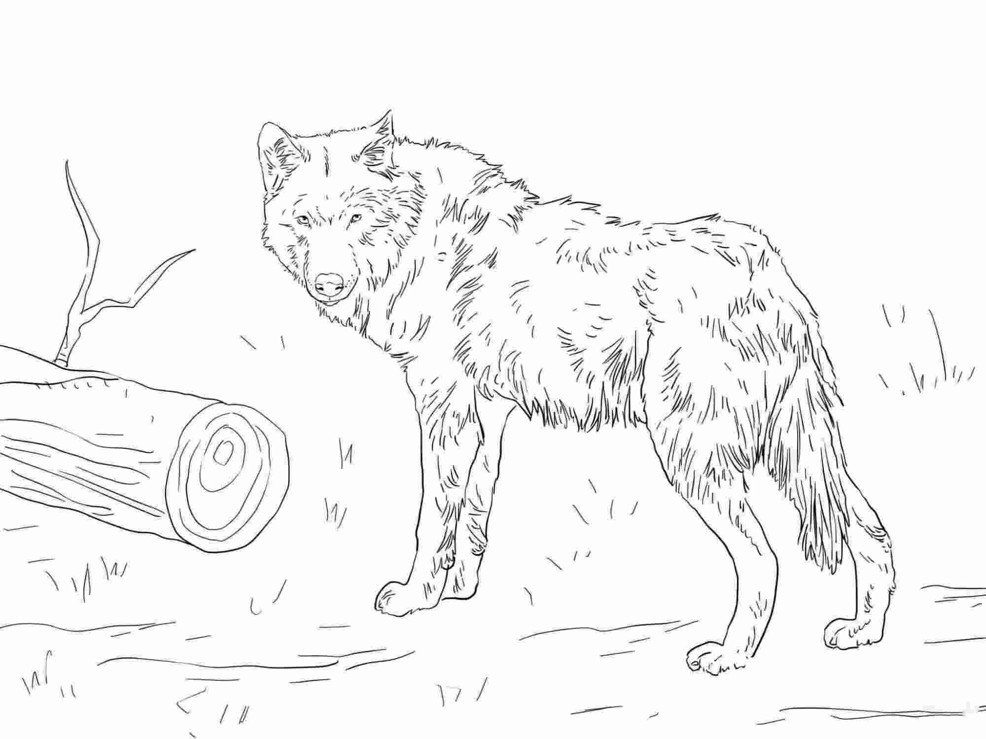 Eurasian Wolf Has Short And Dense Fur Coloring Pages