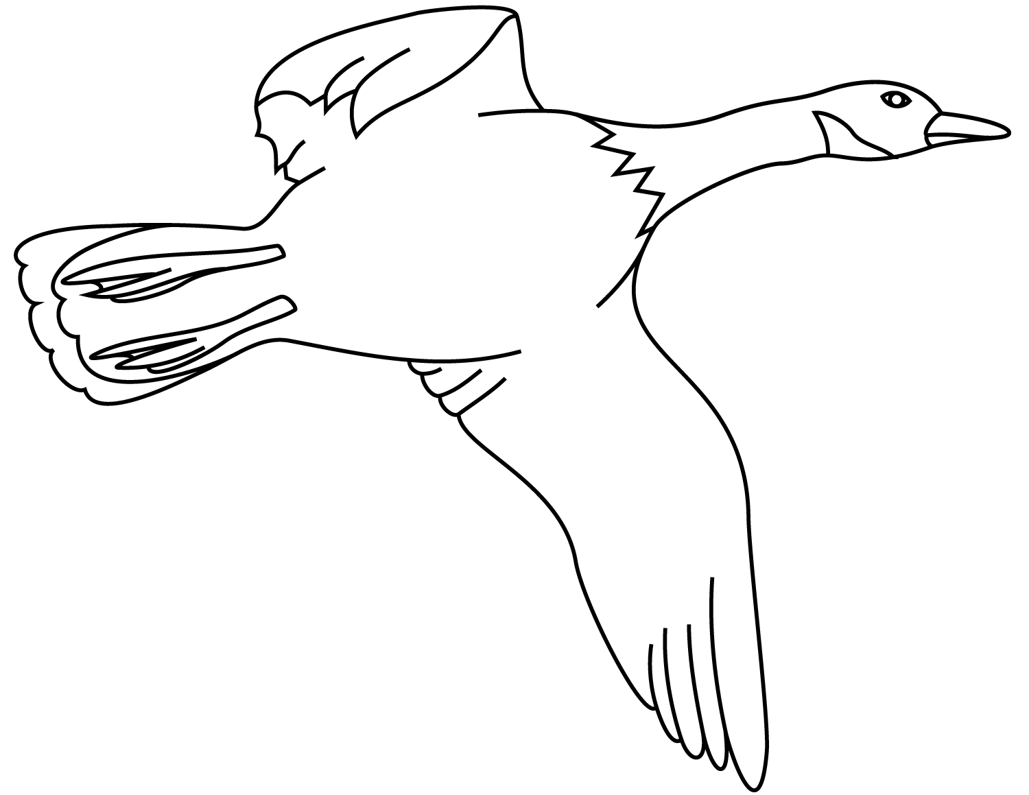 O pato-real voador precisa de asas grandes para decolagens rápidas dos patos