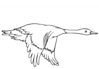 Flying duck in the sky Coloring Pages
