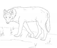 Gray wolf on alert Coloring Pages