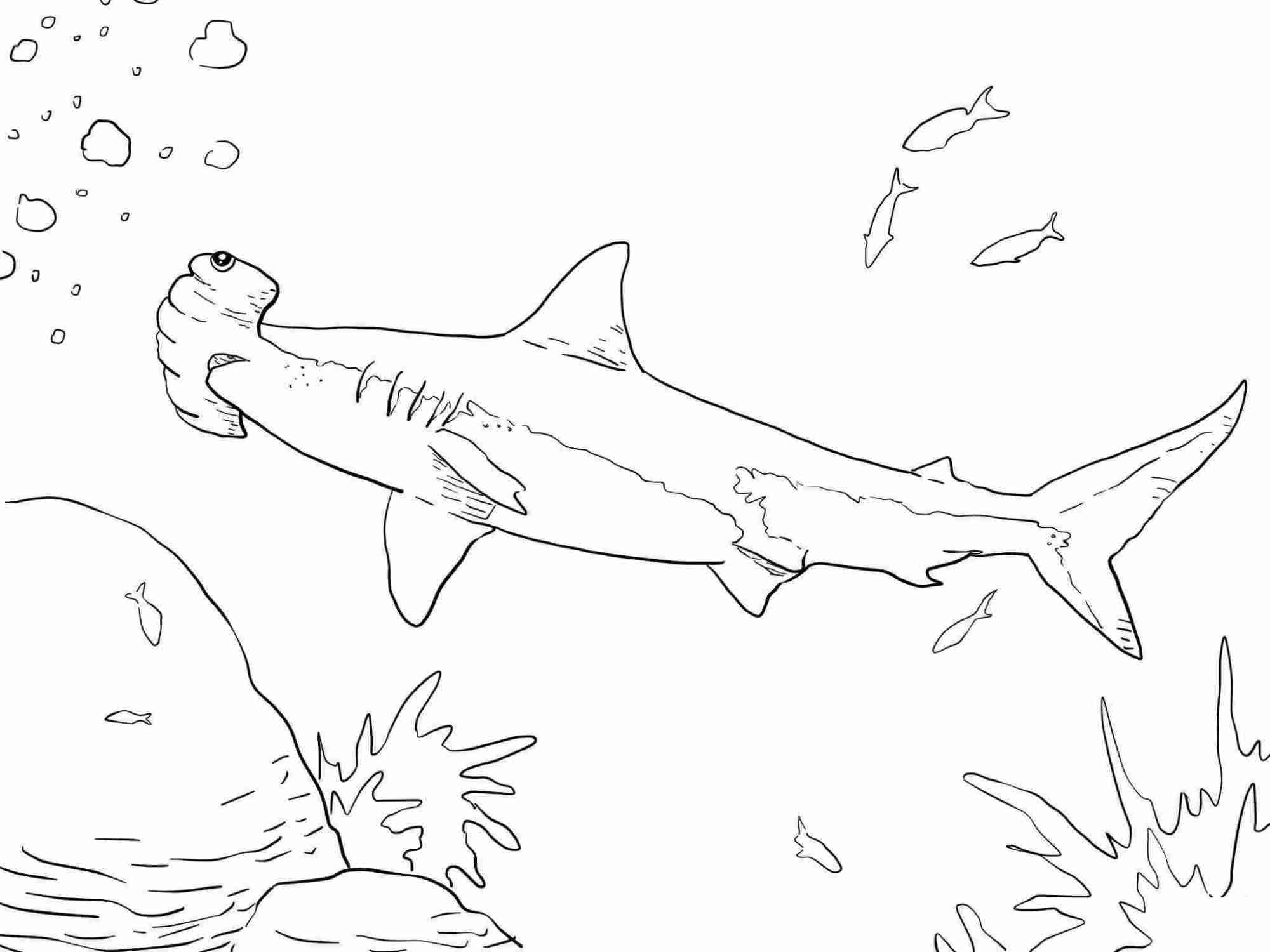 Great Hammerhead Shark Has Long And Serrated Teeth Coloring Pages